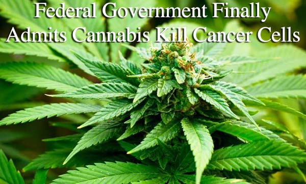 Federal Government Finally Admits Cannabis Kill Cancer Cells