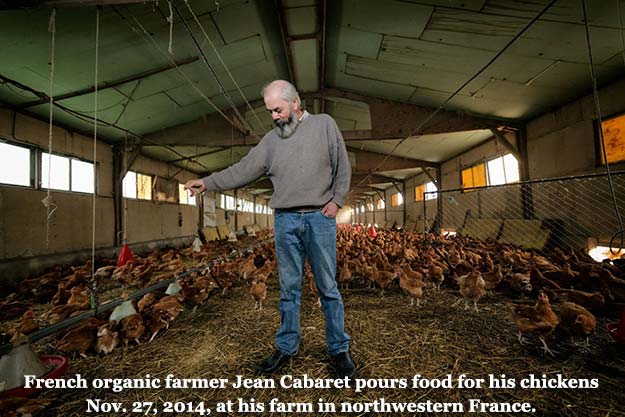 Free trade with U.S. - Europe balks at contaminated chlorine chicken, hormone beef