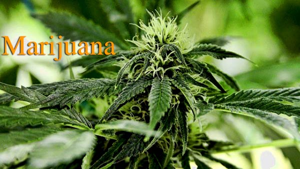 Seven reasons why THC in cannabis is good herbal medicine