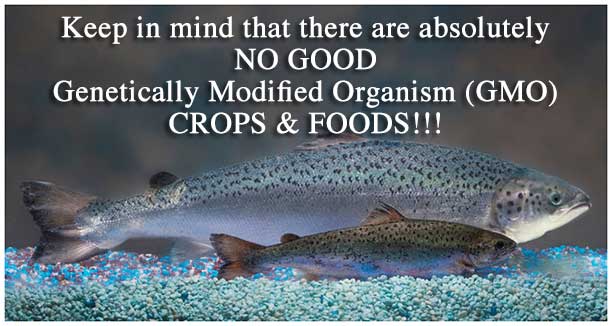 Genetically Engineered Fish Moves a Step Closer to FDA Approval -- Keeping in mind that there are absolutely NO GOOD Genetically Modified Organism (GMO) CROPS and FOODS
