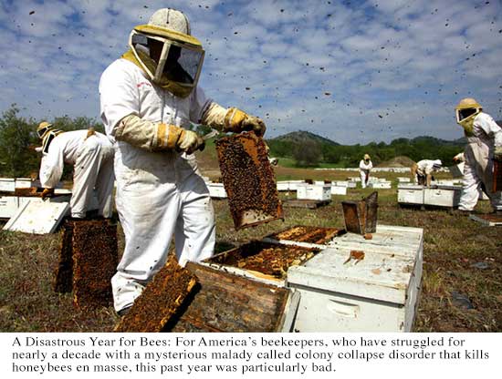 Mystery Malady Kills More Bees, Heightening Worry on Farms