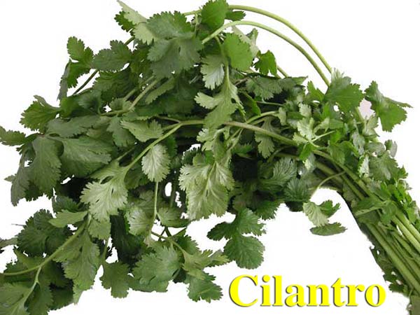 The many health benefits of using Cilantro