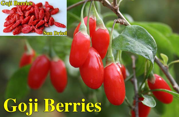 The many amazing health benefits of Goji berries