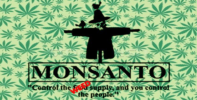 Monsanto Poised To Take Over the Cannabis Industry