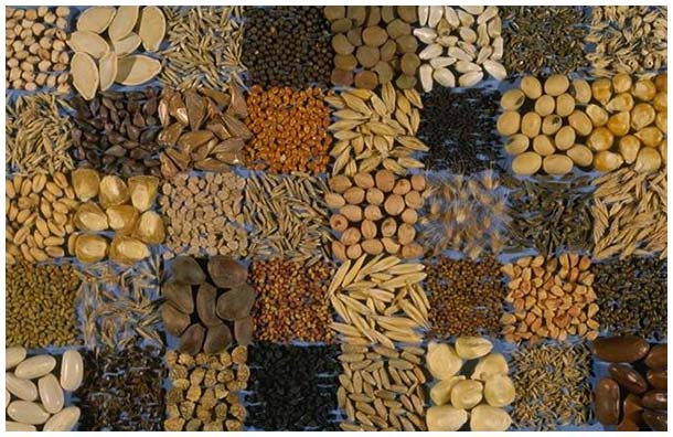 The Worlds Top 10 Seed Companies, Who Owns Nature