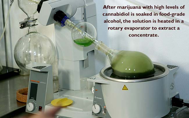 Medicinally focused marijuana with low levels of THC makes up about 70 percent of the Stanleys crop