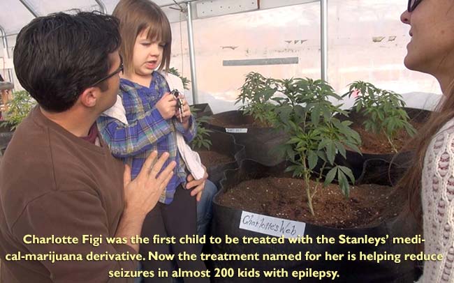 After marijuana with high levels of cannabidiol is soaked in food-grade alcohol, the solution is heated in a rotary evaporator to extract a concentrate