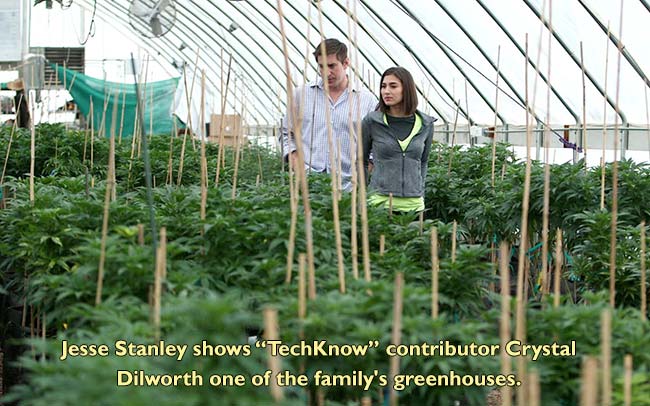 The Stanley Brothers: Colorado family who grow great medical Marijuana, Cannabis, Weed or Hemp